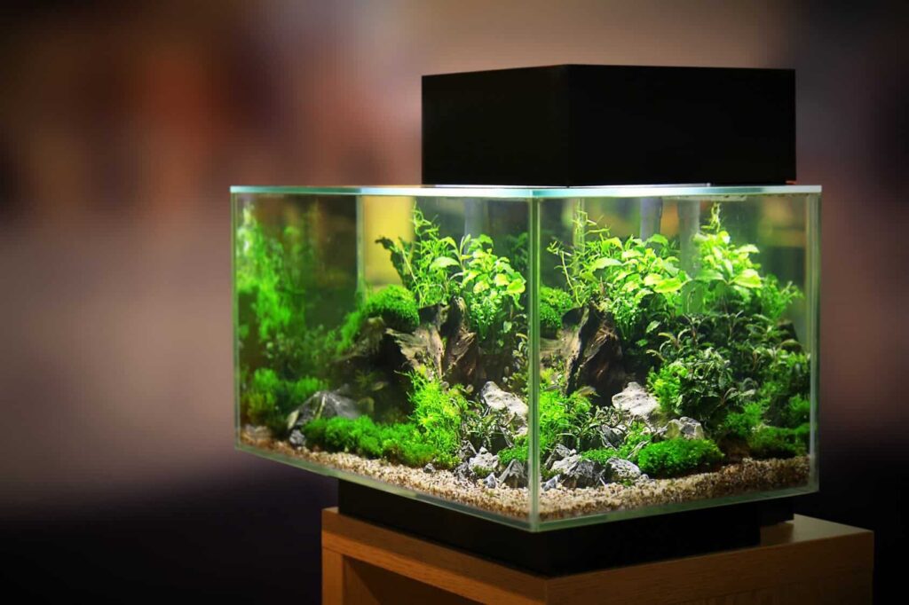 30 gallon fish tank | Healthier Pets Today