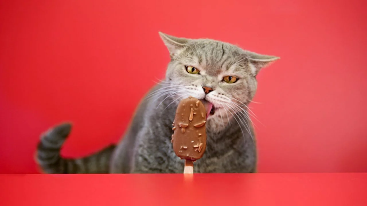 Can cats eat chocolate | Healthier Pets Today