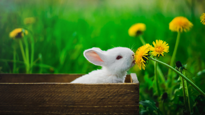 why do bunnies thump | Healthier Pets Today