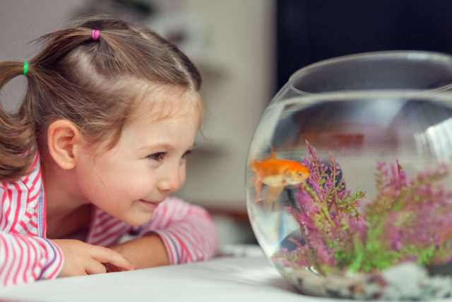 Fish pretty | Healthier Pets Today