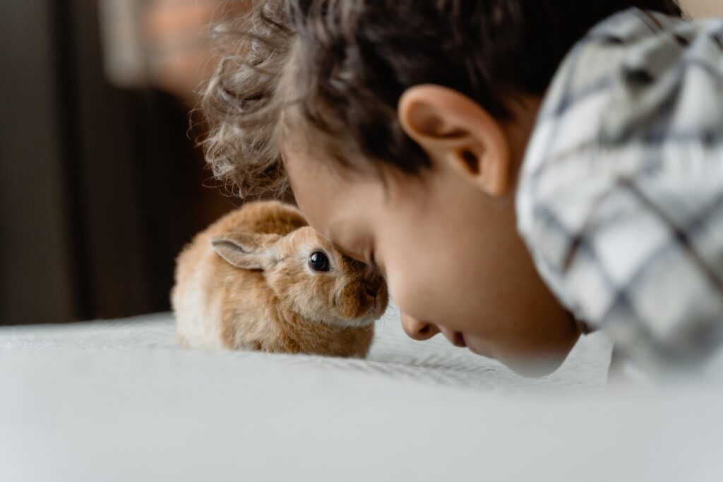 what do you feed rabbits