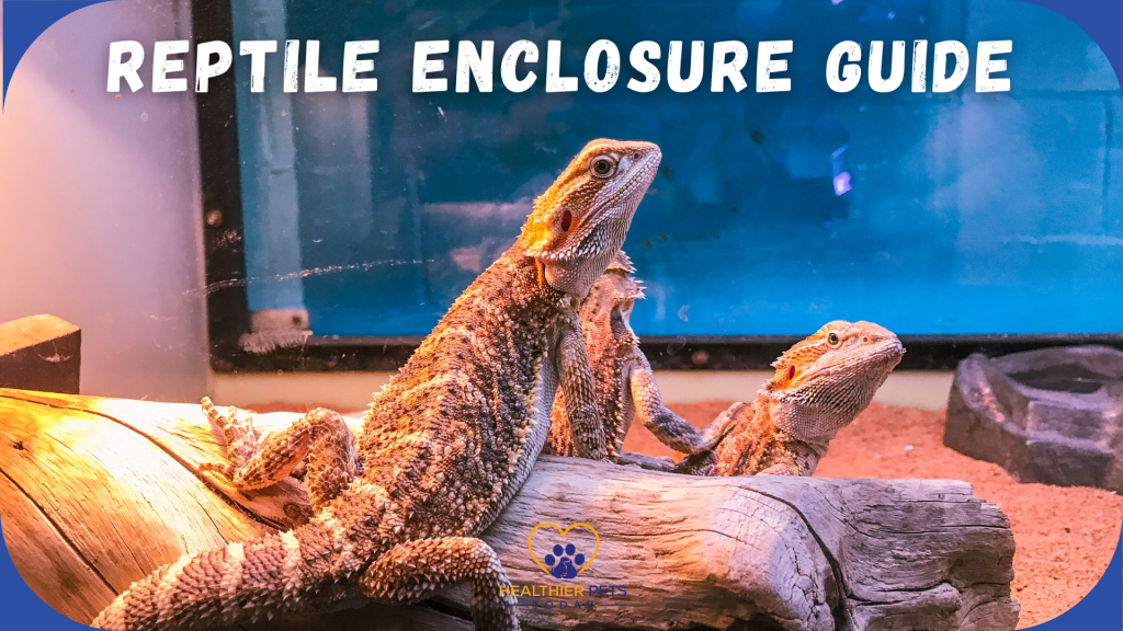 Two bearded dragons bask on a log inside a terrarium. Bold text at the top reads “REPTILE ENCLOSURE GUIDE” with a blue background, and the Healthier Pets Today logo appears at the bottom. // Healthier Pets Today