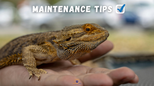 Close-up of a bearded dragon resting on a human hand, with the words “MAINTENANCE TIPS” and a blue checkmark above. The background is softly blurred. Healthier Pets Today logo appears near the bottom. // Healthier Pets Today
