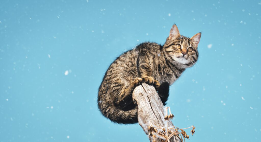 Ringworms | Healthier Pets Today