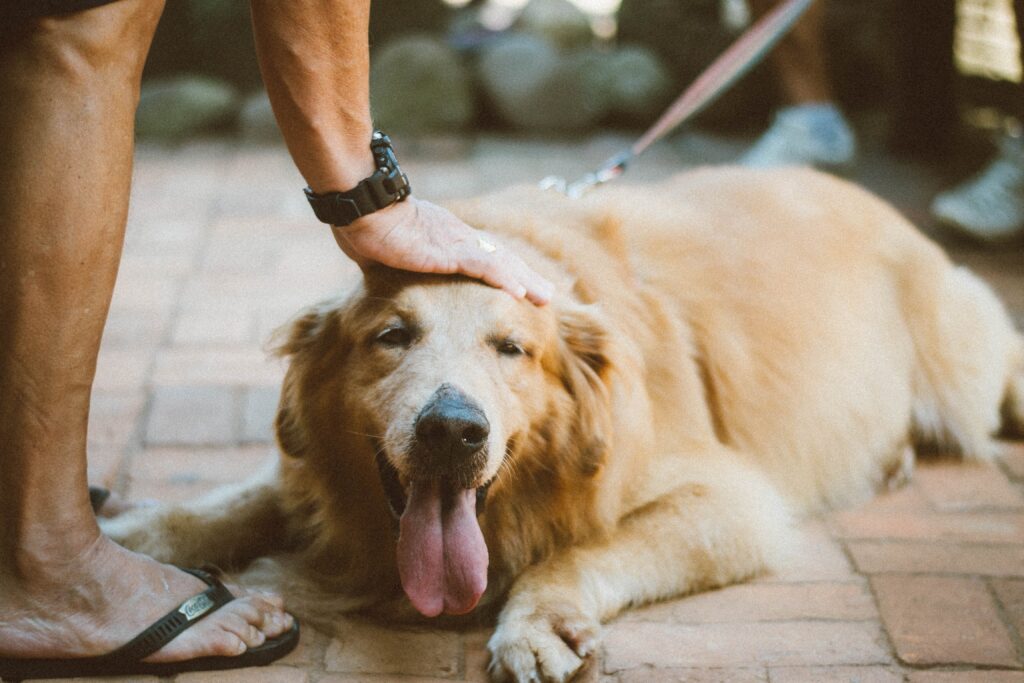 Paraneoplastic Syndrome | Healthier Pets Today