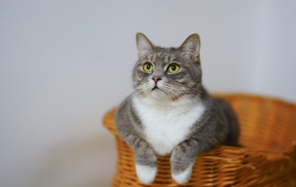 Yersinia pestis | Healthier Pets Today