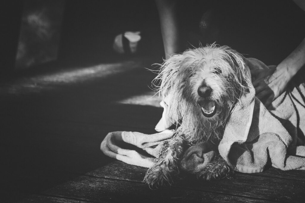 Noncardiogenic Edema | Healthier Pets Today