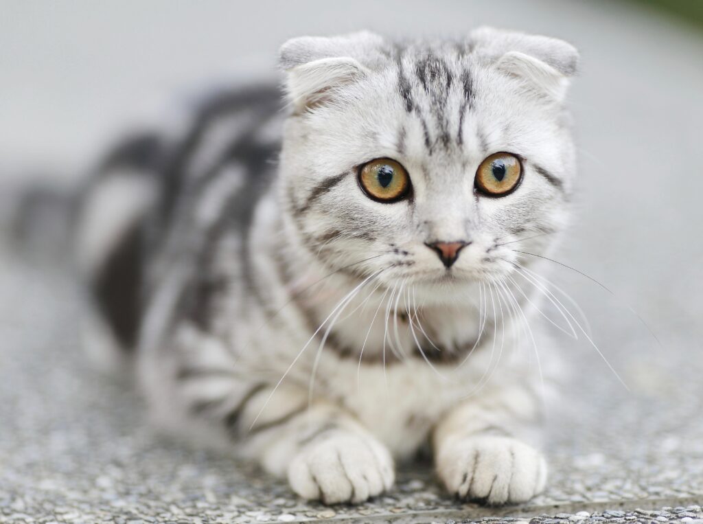 Cryptosporidiosis | Healthier Pets Today