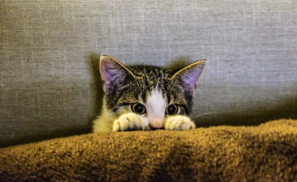 Cat Scratch Disease | Healthier Pets Today