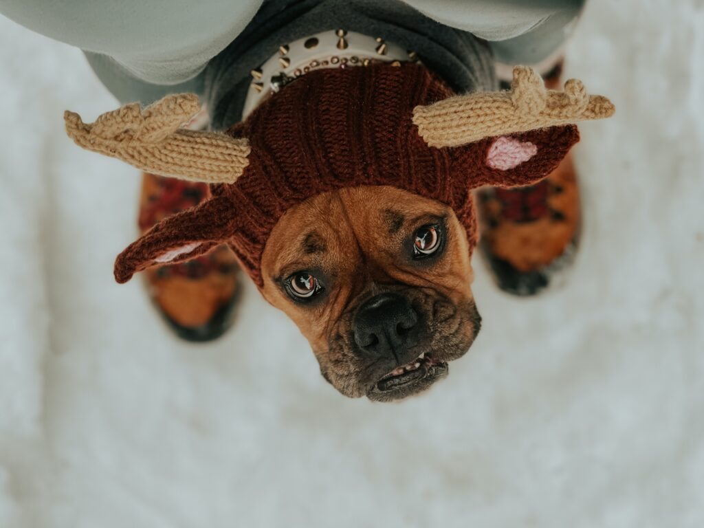 Hyposthenuria | Healthier Pets Today