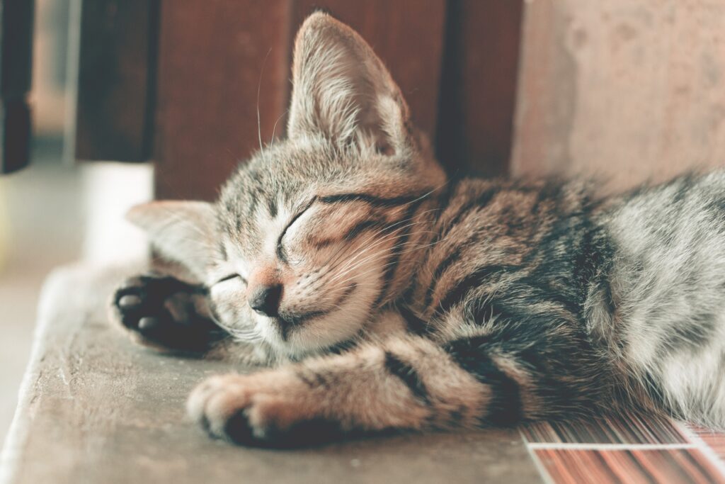 Tapeworms | Healthier Pets Today
