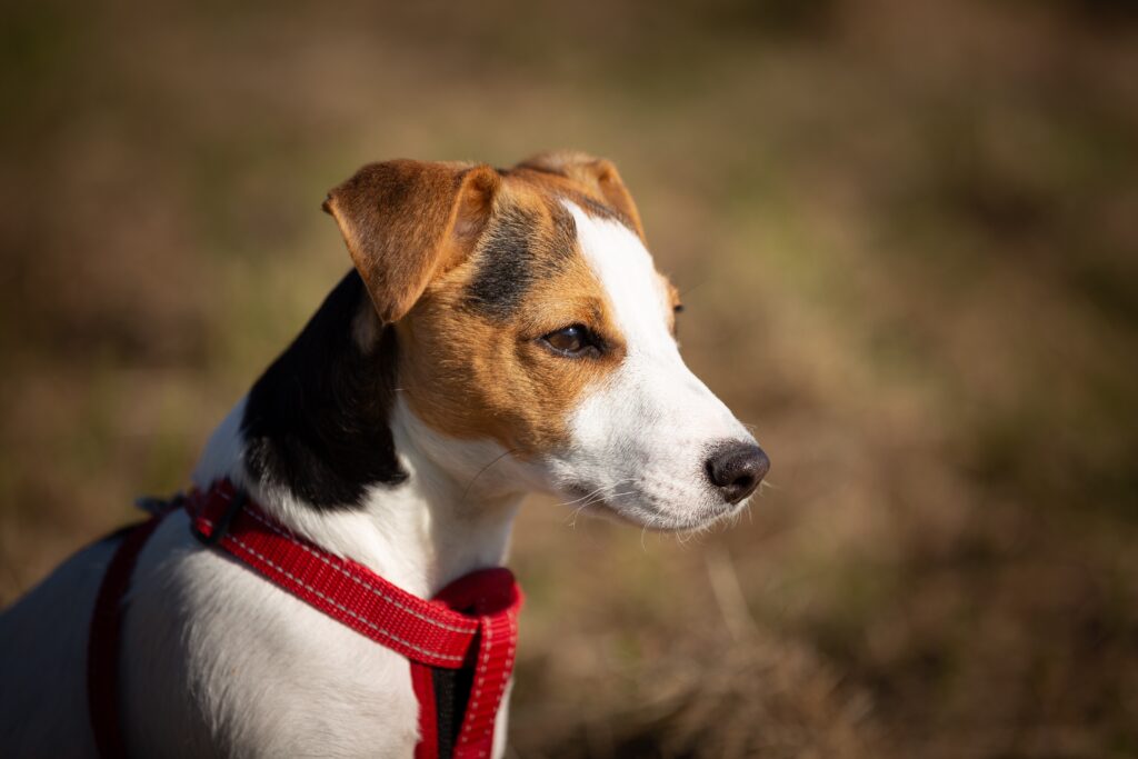 Coonhouns Paralysis | Healthier Pets Today