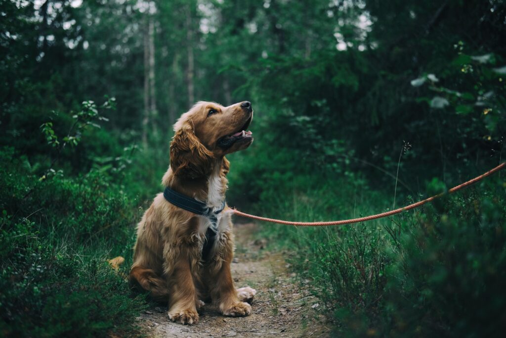 Clotting Deficiency | Healthier Pets Today