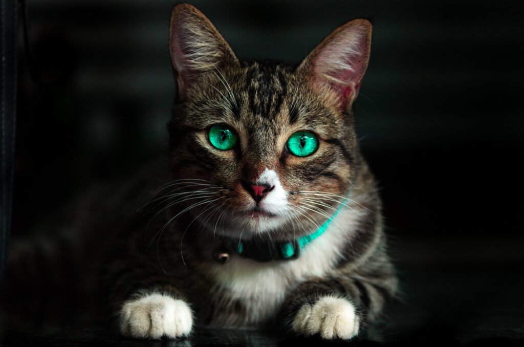 Campylobacteriosis | Healthier Pets Today