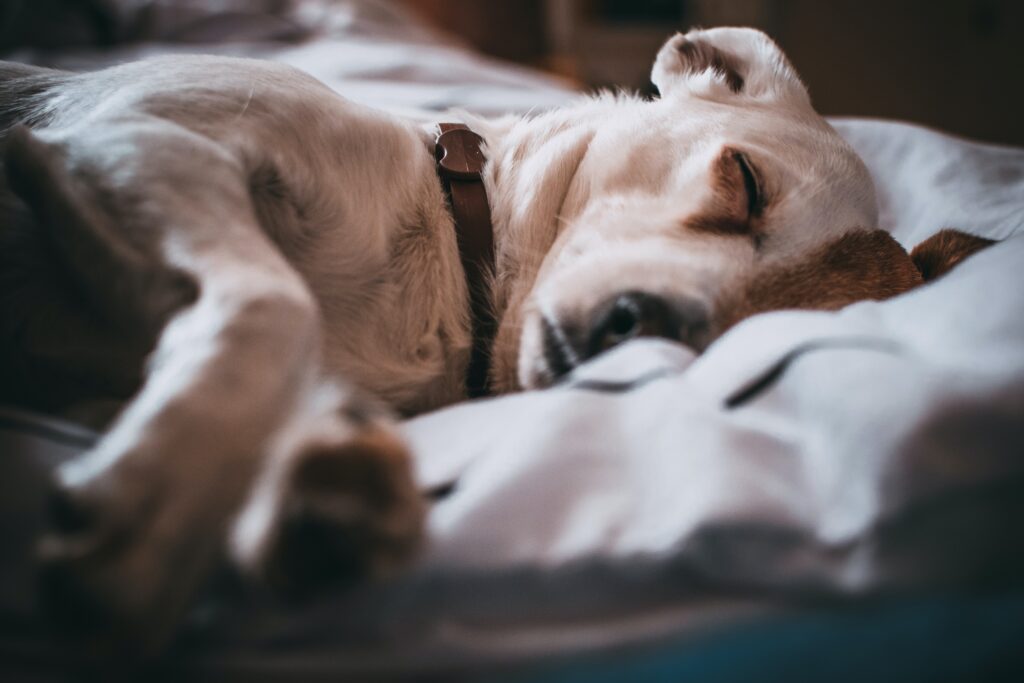 Coccidia | Healthier Pets Today