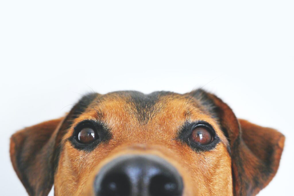 Pulmonic Stenosis | Healthier Pets Today