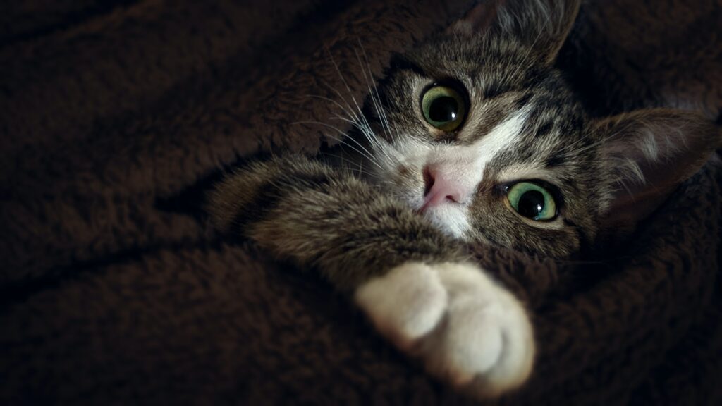 Methicillin-Resistant | Healthier Pets Today