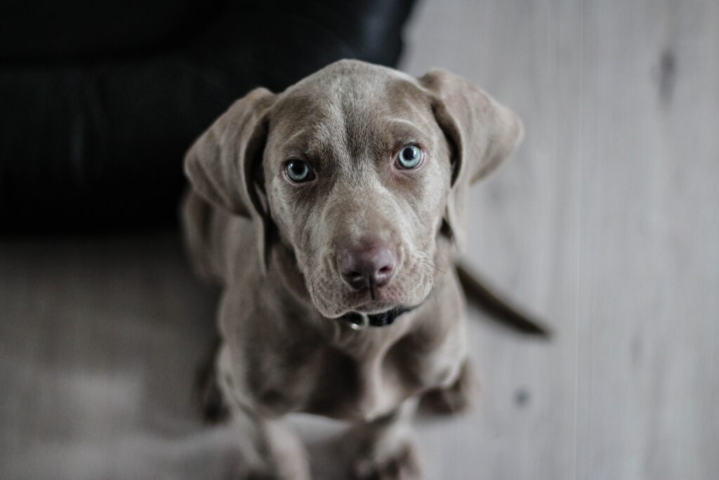 Megacolon | Healthier Pets Today