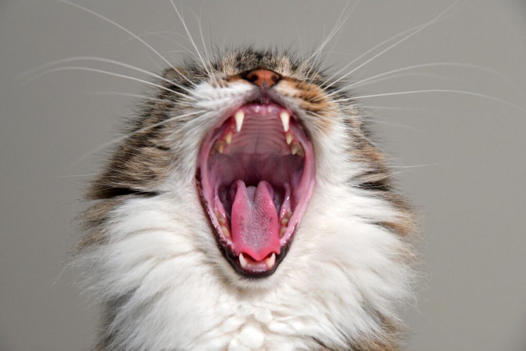 Giardiasis | Healthier Pets Today
