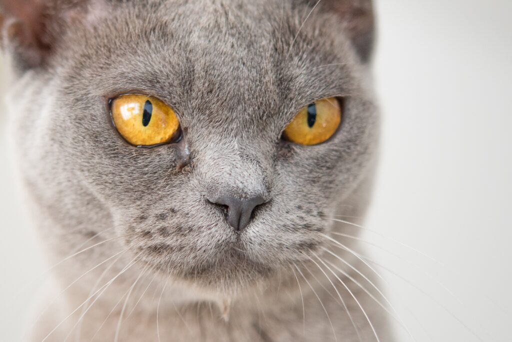 Hookworm | Healthier Pets Today