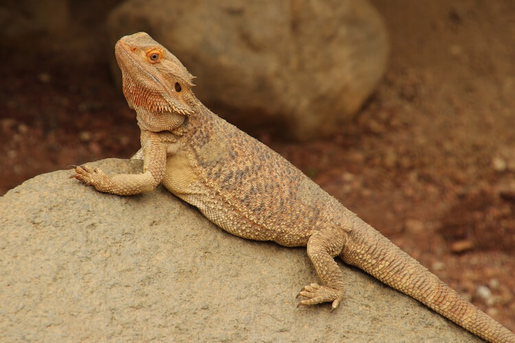 How Long Do Bearded Dragons Live | Healthier Pets Today