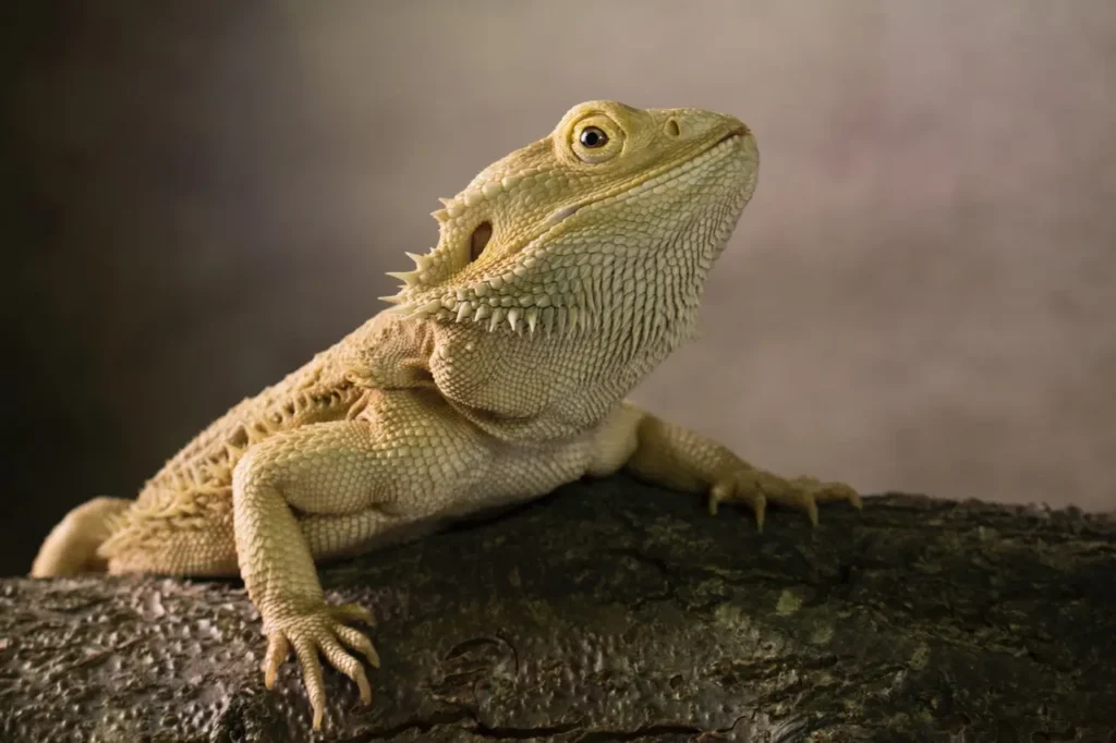 https://www.pawtracks.com/getting-started/bearded-dragon-training/ | HBT