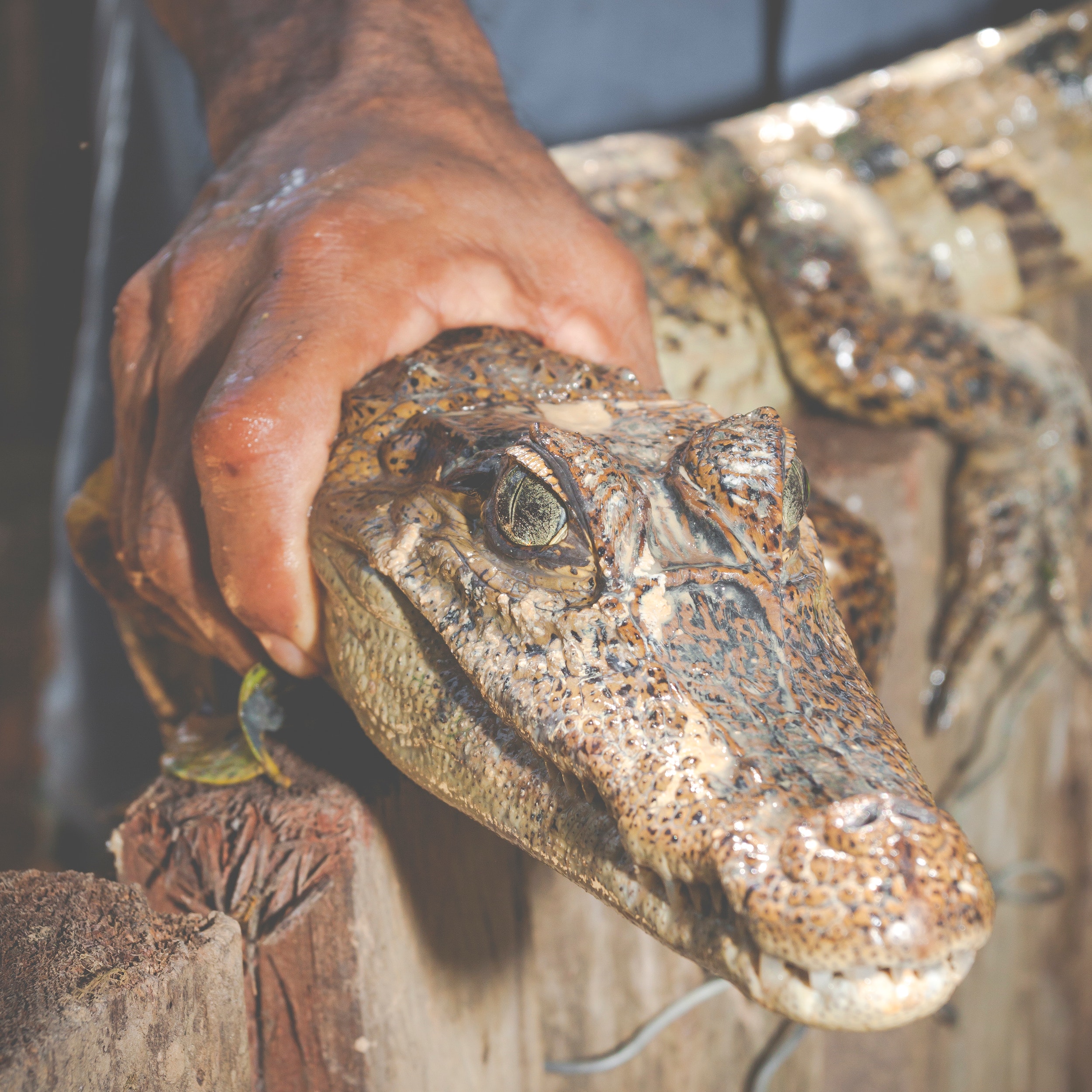 Are Crocodiles and Alligators the Same