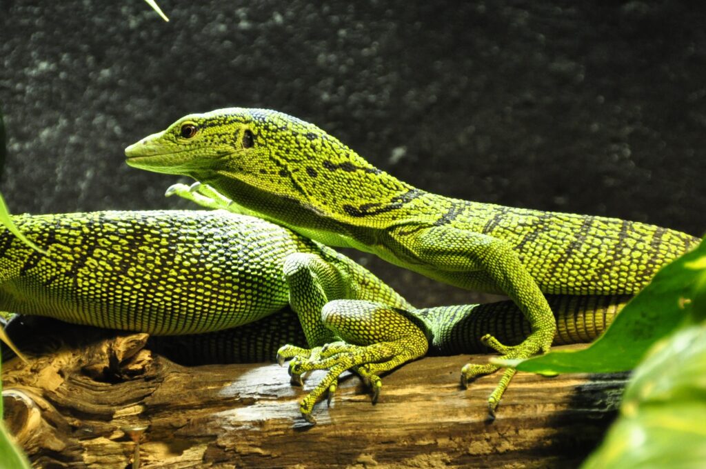 What Do Lizards Eat - Healthier Pets Today