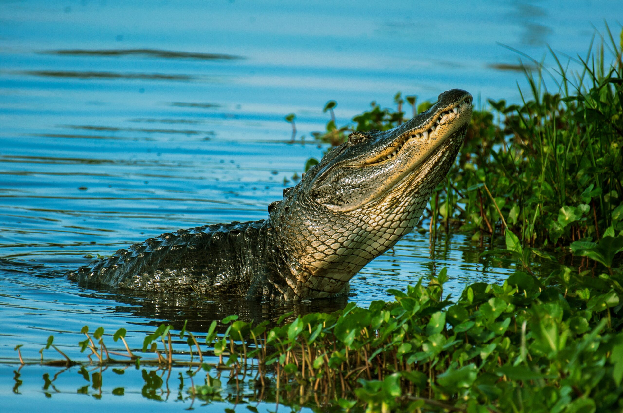 Difference Between Crocodiles and Alligators | Healthier Pets Today