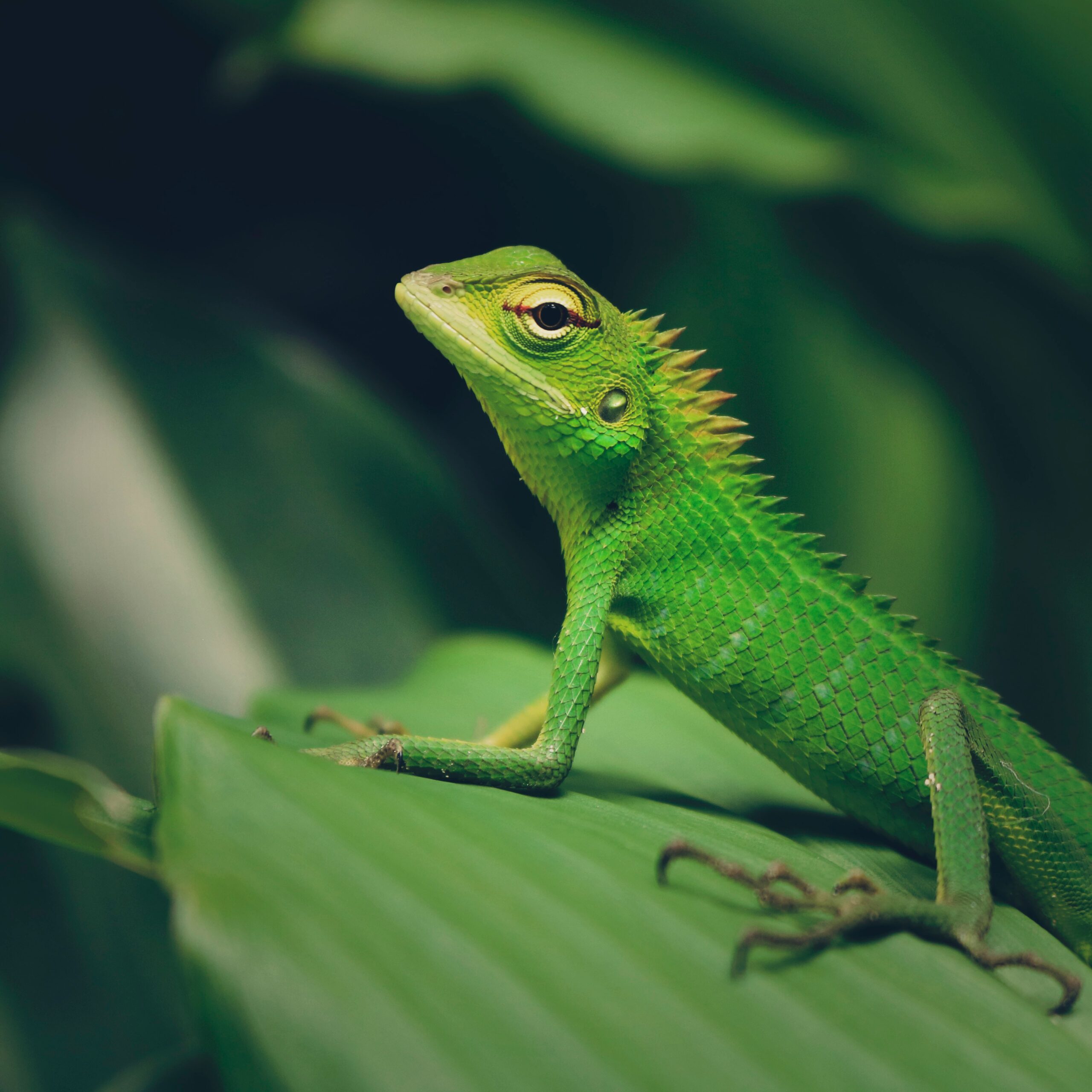 Lizard Diet - Healthier Pets Today