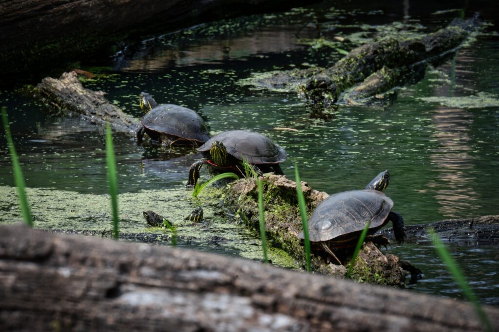 Baby Turtle Height - What are their Heights, Length, and Sizes? Turtles come in many different sizes, colors, and appearances. There are a wide variety of turtles, and although they are all diverse, they do share some common traits. Such as the majority of turtles are semi-aquatic, meaning they can thrive in water and also make their way to land/surface area to lay their eggs and bask in the sun as they are cold-blooded and all reptiles. They use the sun to regulate their internal temperature, and they can generate their own heat. Other similar qualities are that all female turtles will lay their eggs on land by beaches, river banks, and other sandy places close to water. They burrow holes for their eggs, and once this is done, they leave back to the waters as female turtles are not maternal. Hatchlings will survive without assistance and are independent from birth. Some turtles will lay many eggs, but only 1 in 1000 hatchlings will live a full life. This corresponds to why turtles lay eggs every year and can reproduce for many years. The age at which they mature will differ from different species, with some only maturing at the age of 50 years and others 3 years. Hatchlings are small and very susceptible to predators, which is why they make their way to the water at night in groups in the hopes of survival. Leatherback Sea Turtle - Baby Turtle Height The leatherback sea turtles are massive and are longer than most humans are tall. They're the largest turtle species and measure 5'10 feet (1.8 meters). They get their name from the uncountable tiny bones that make a leathery-looking layer on their shell. They will tend to enjoy their lives in the water but lay their eggs on land as all sea turtles do. Leatherback sea turtles will usually lay their eggs on beaches, and the hatchlings will make their way to the water; however, many get confused by the lights coming from beachfront houses and don't make it. The females lay 100 eggs, and the hatchlings emerge from their sandy nests and measure between 2 to 3 inches, which is a big size difference compared to the large size they will eventually be in adulthood. Pond Slider Turtle These common medium-sized turtles are semi-aquatic. The most recognizable of the three subspecies is the red-eared slider. They have become quite popular in the pet trade and have made their way around the world by being released back into the wild in different countries. Red-eared sliders are friendly and can create bonds with their owners. In the wild, they enjoy spending their time basking in the sun and feasting on aquatic vegetation. Pond Slider hatchlings are smaller than the size of a quarter and measure around 1 inch in length. As they grow, they will add on around 2 inches in size every year until they reach their adult size of 4.9 inches to 12 inches. Common Snapping Turtle These are medium to large-sized turtles and get their name from their strong snapping jaws, which they use for both eating and defending themselves against predators. Adults can reach lengths of 18.5 inches. They are rigid-looking creatures with a muscular and rugged build. Their necks can extend at great lengths and are very flexible. Hatchling snapping turtles have more prominent ridges on their shells and are a mere 0.9 inches at birth. Females lay around 25 to 80 and make burrows in sand. Like other turtles, snapping turtles aren't maternal, and these tiny hatchlings need to make their way to safety on their own. Common Musk Turtle - Baby Turtle Height The Musk turtle gets its name from its ability to release a powerful odor to ward off predators. This odor is foul-smelling and comes from scent glands located at the edge of their shelf. These turtles are unique as they prefer to crawl at the bottom of ponds and lakes instead of like other species of turtles. At birth, they measure less than 1 inch and are very small in size. Females will lay around 1 to 9 eggs which is less than many other turtles lay at a time. They are the smallest turtle hatchlings in North America and are barely larger than a penny. Spotted Turtle - Baby Turtle Height The spotted turtle is a very small semi-aquatic turtle that gets its name from its shell, which ranges from black to bluish-black and has tiny little yellow spots which can either be bright or pale in color. The appearance of this turtle can differ, with some either having orange, red or pink spots on their ventral, and some may have a yellow tip on their tail. Females prefer to lay their eggs in moist soil. They will lay around 3 to 7 eggs and the incubation period is 11 weeks. Spotted Turtle hatchlings are 1 to 1.5 inches in length and are independent of birth, just like all turtles. Even in adulthood, the spotted turtle will rarely reach lengths over 5 inches and are, in general, relatively small turtles. Bog Turtle - Baby Turtle Height The bog Turtle is very small and, in adulthood, only reaches a length of 4.5 inches, making it North America's tiniest turtle. These turtles can be distinguished by two orange spots on either side of their head and their small size. They thrive in bogs and water-fed meadows abundant with grasses and tussock sedges. Bog turtles are very reliant on their environment as they use muddy soil to hide from predators. They lay their eggs in clumps of short vegetation and also use these to bask in as the sunlight is able to reach these small openings to help incubate eggs and generate heat. At birth, bog hatchlings are only 0.98 inches making them incredibly little. Green Sea Turtle - Baby Turtle Height The green sea turtle is known as one of the largest sea turtles. They measure 47 inches and weigh between 150 to 400 pounds. Unlike many other turtle species, green sea turtles are herbivores instead of omnivores. They get their name not from the color of their shell but by the greenish hue of their fat and cartilage. The green sea turtle hatchling is one of the biggest among other baby turtles, but it still only measures 2 inches at birth. After they reach the shore, they will spend the majority of their time in the open ocean. Tiny Turtles The Baby Turtle Height of hatchling turtles from almost all species measures around 0.9 inches to 2 inches and are very small in their adolescence.