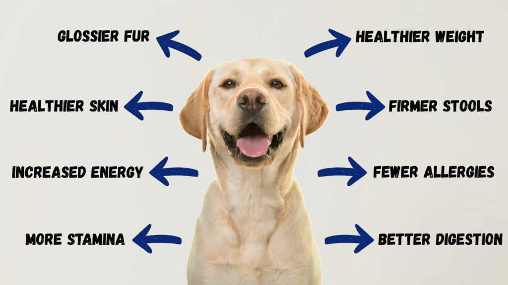 A happy Labrador retriever sits in the center of the image with arrows pointing outward to highlight the benefits of fresh dog food. The benefits listed include glossier fur, healthier skin, increased energy, more stamina, healthier weight, firmer stools, fewer allergies, and better digestion // Healthier Pets Today