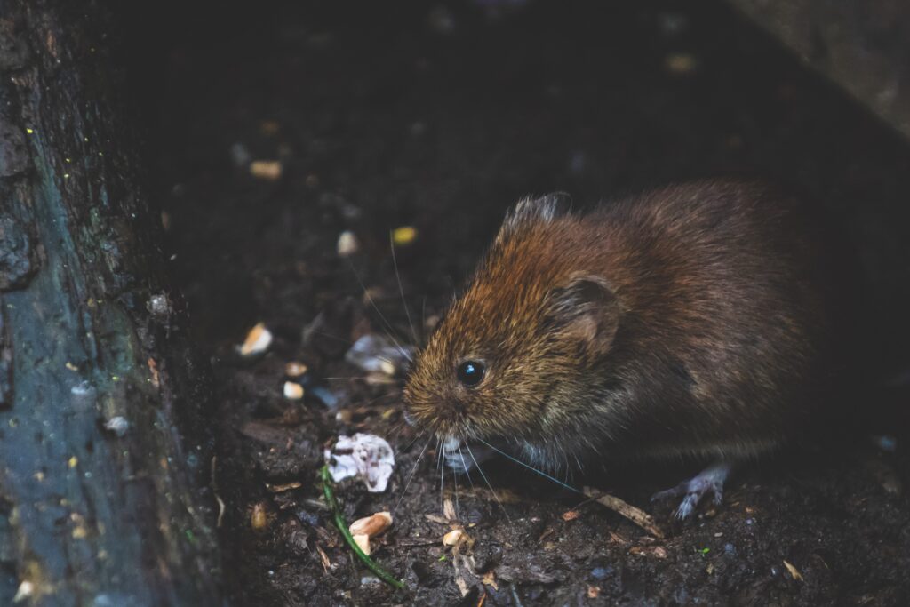How Long do Rats Live as Pets | Healthier Pets Today