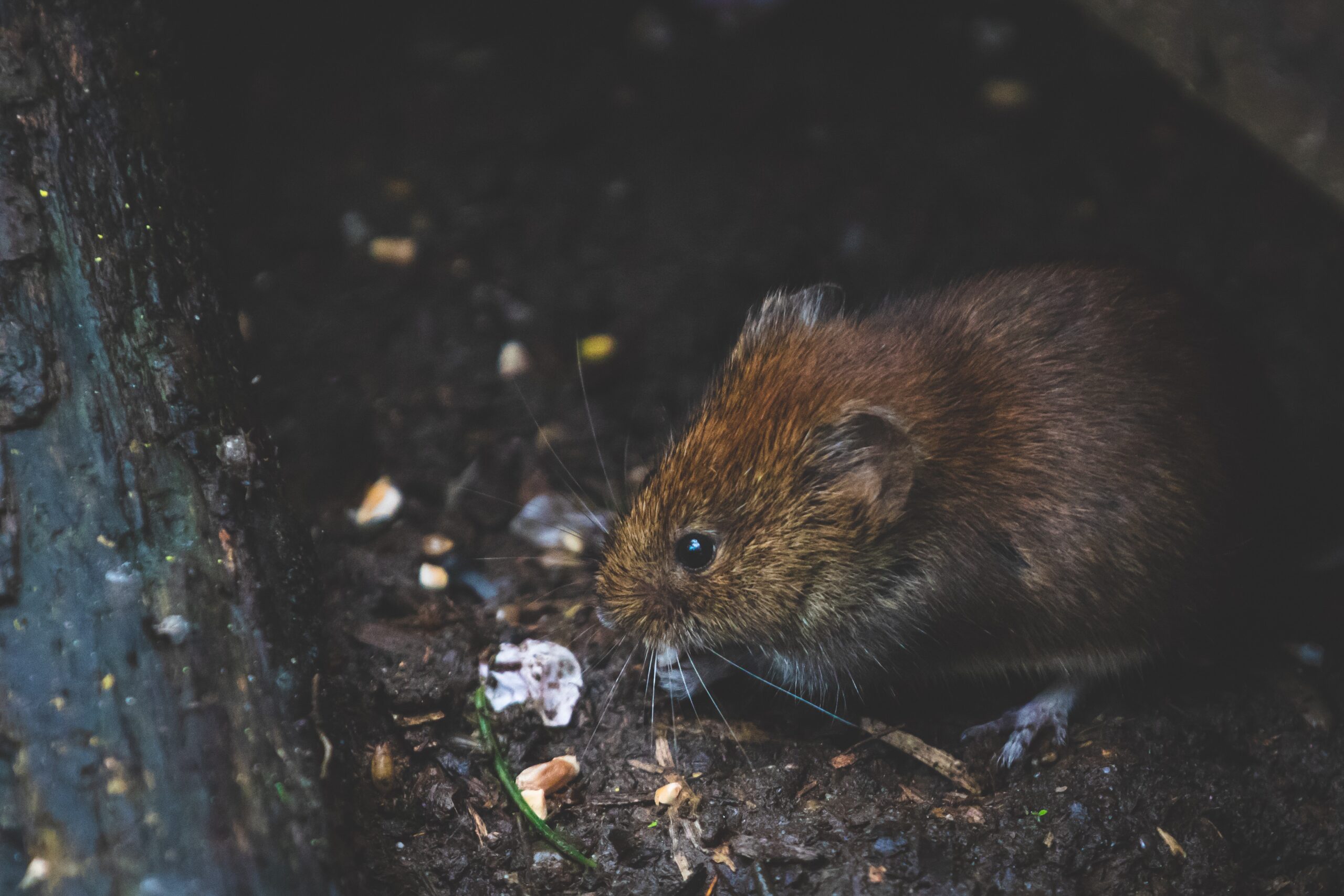 How Long do Rats Live as Pets | Healthier Pets Today