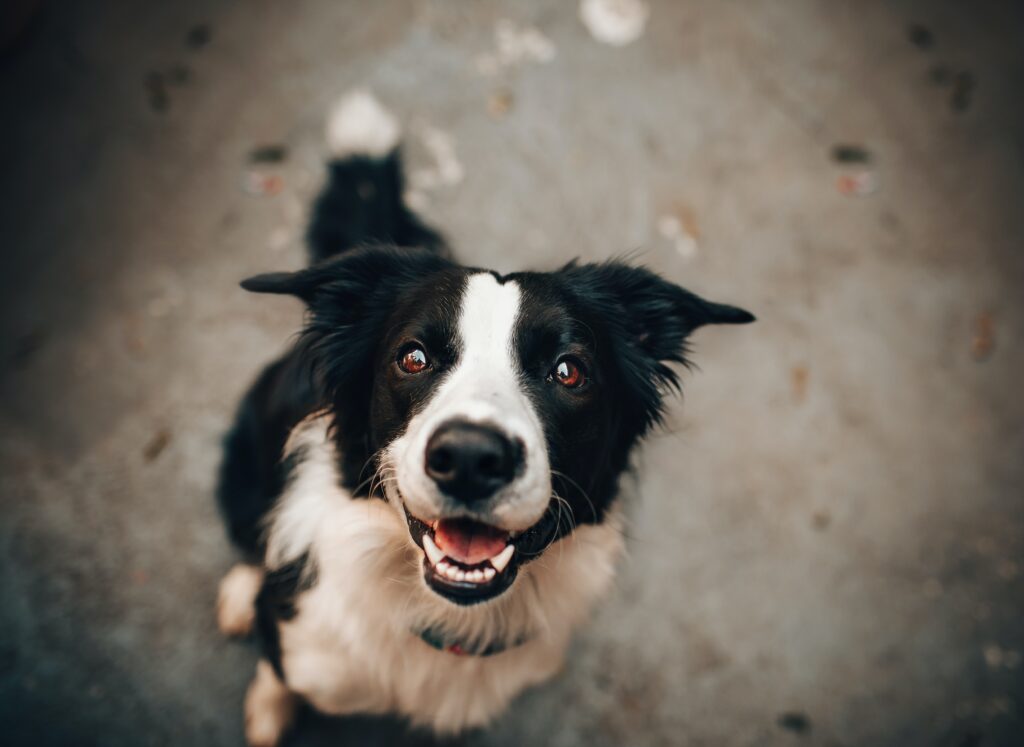 Diarrhea | Healthier Pets Today