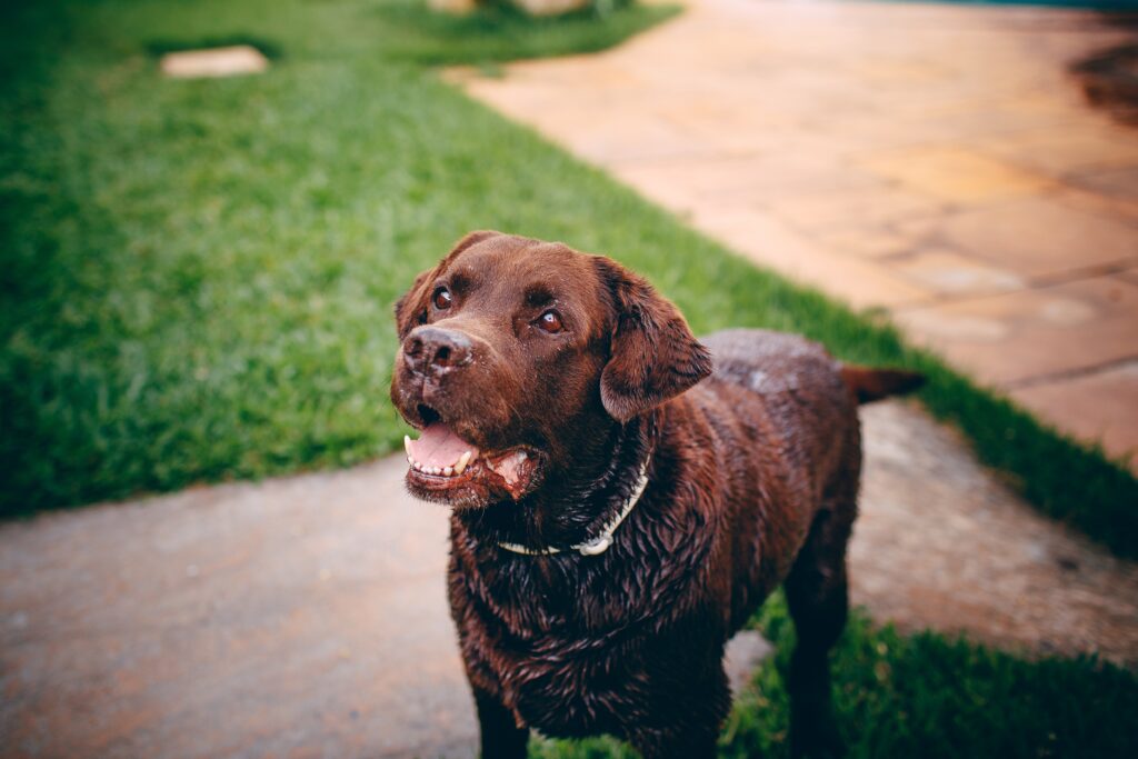 Heartworm | Healthier Pets Today