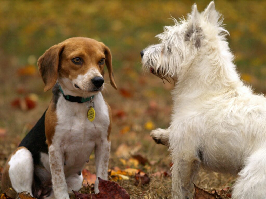 Diabetes in dogs | Healthier Pets Today