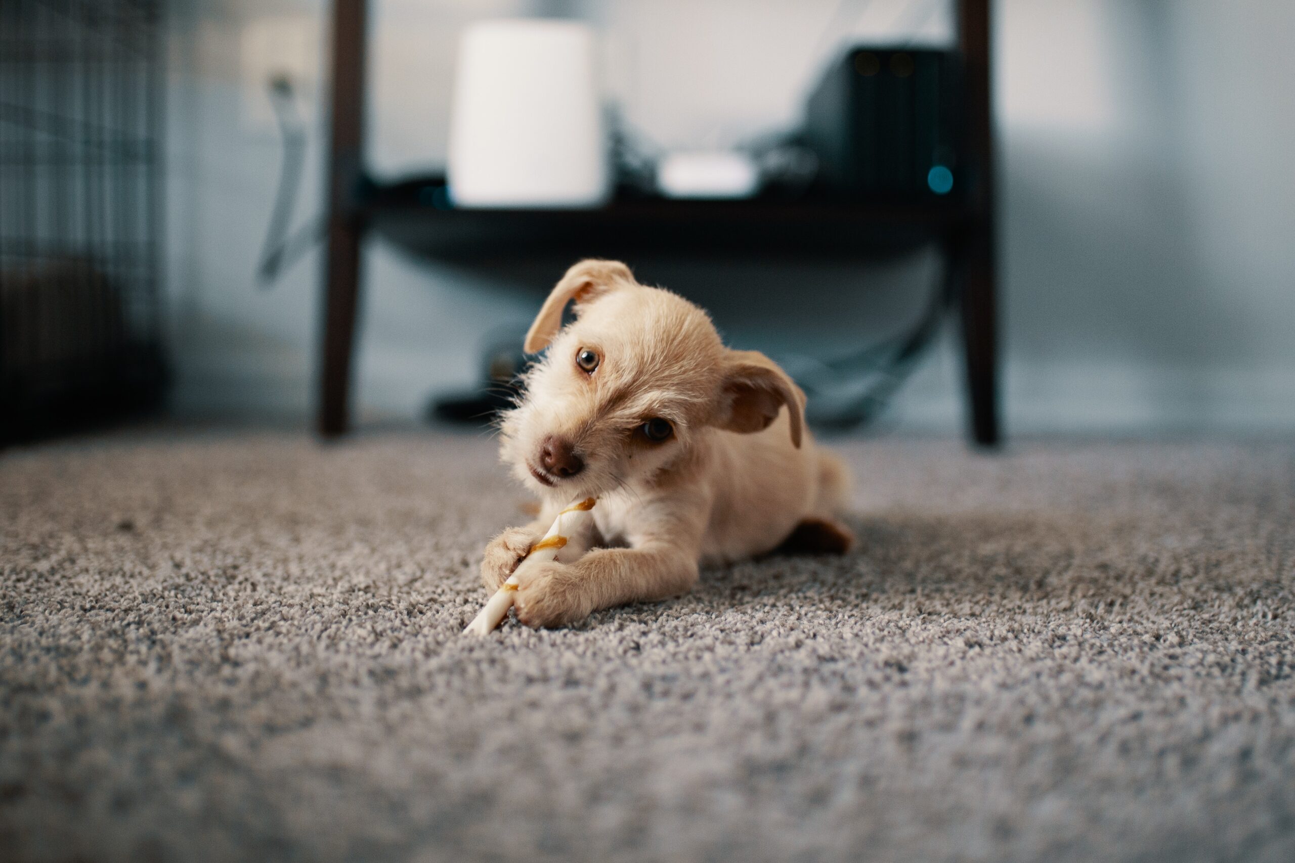 Same Day Pet Food Delivery | Healthier Pets Today
