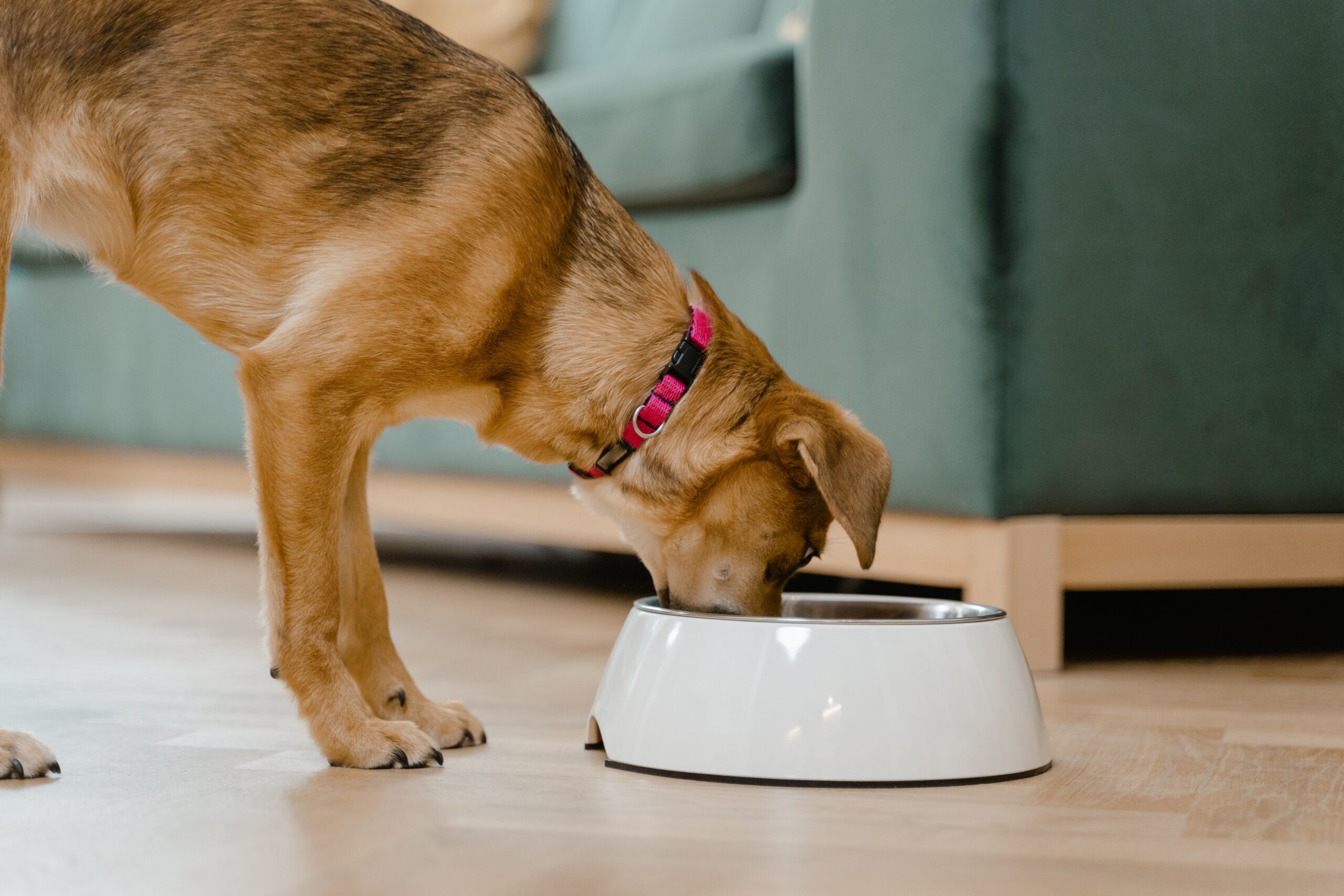 How To Make Homemade Dog Food