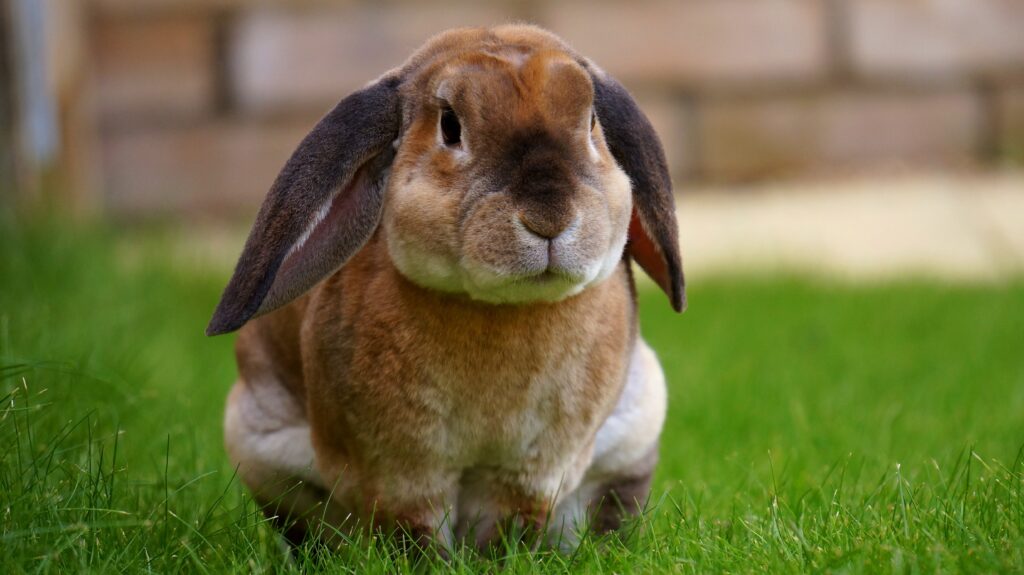 Are Bunnies Good Pets | Healthier Pets Today