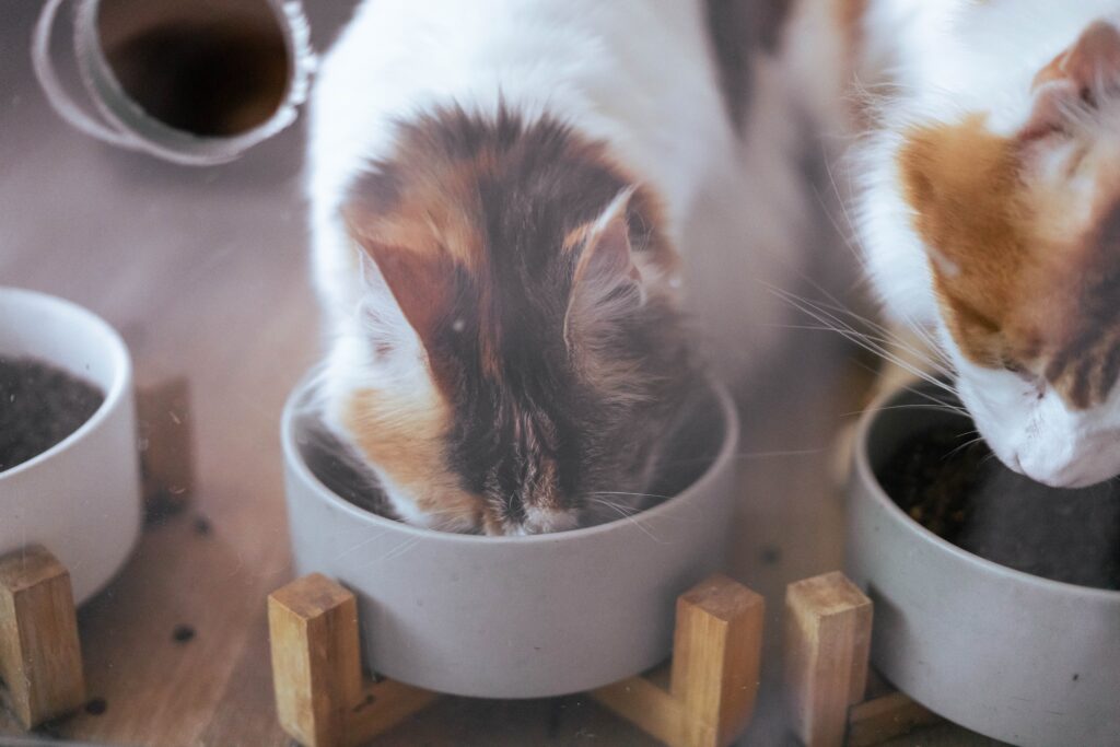 How To Make Your Own Healthy Cat Food