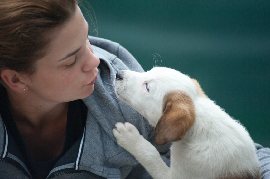Ear Infections | Healthier Pets Today