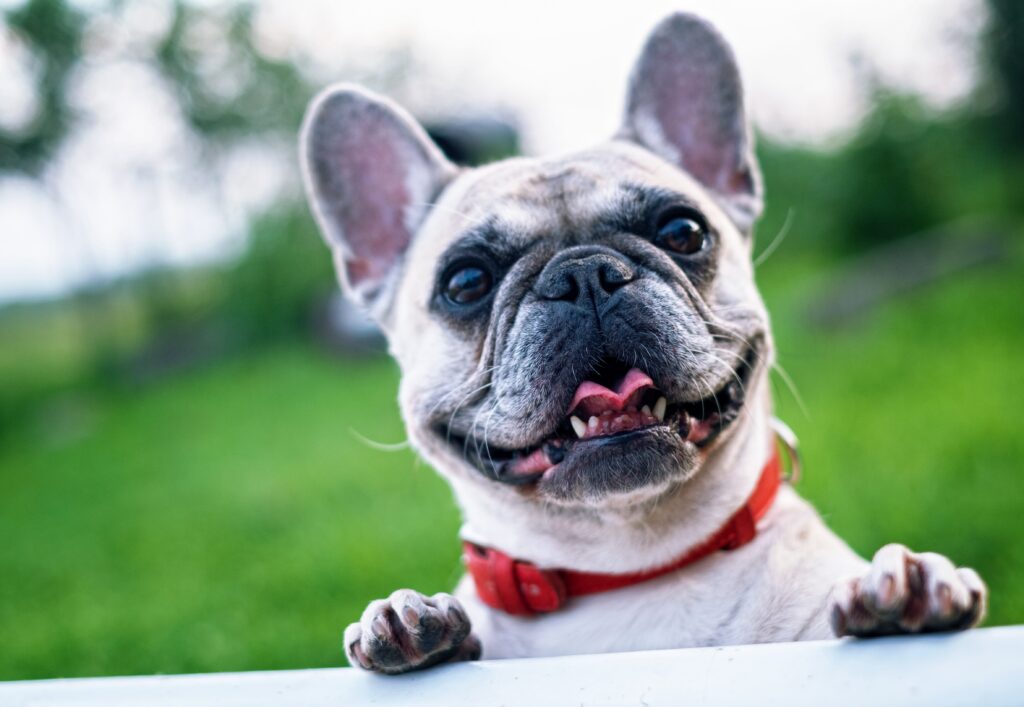 Arthritis | Healthier Pets Today