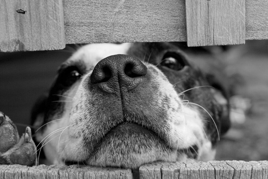 Kennel Cough | Healthier Pets Today
