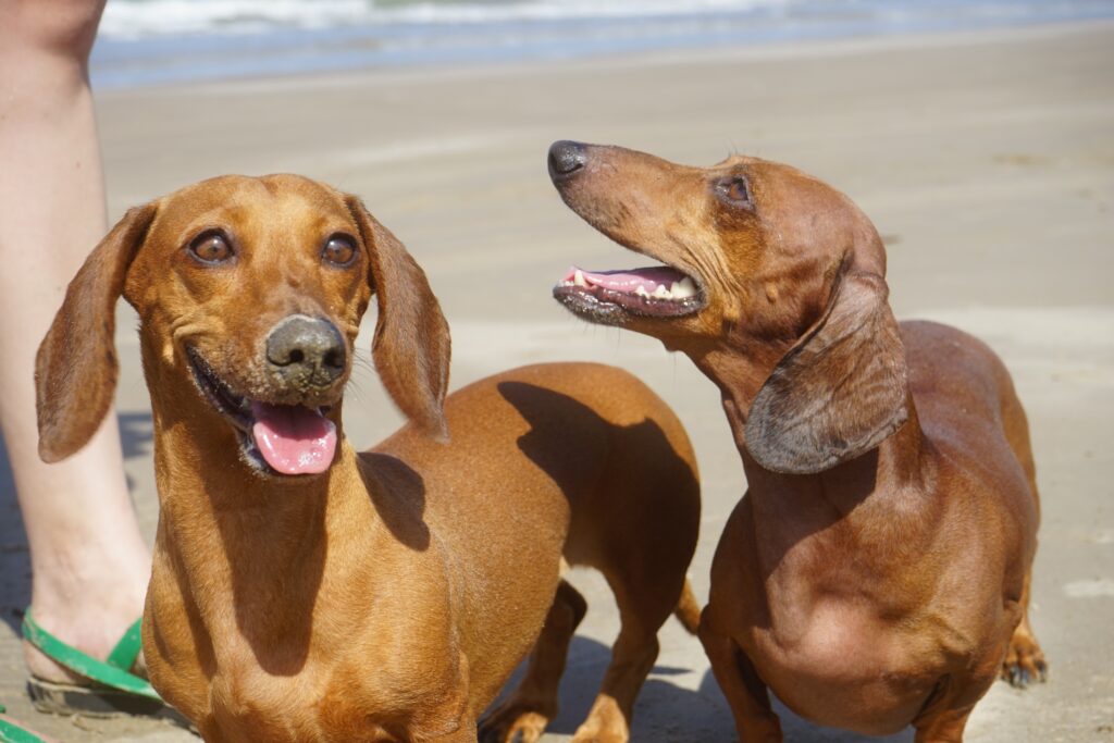 Parvovirus | Healthier Pets Today