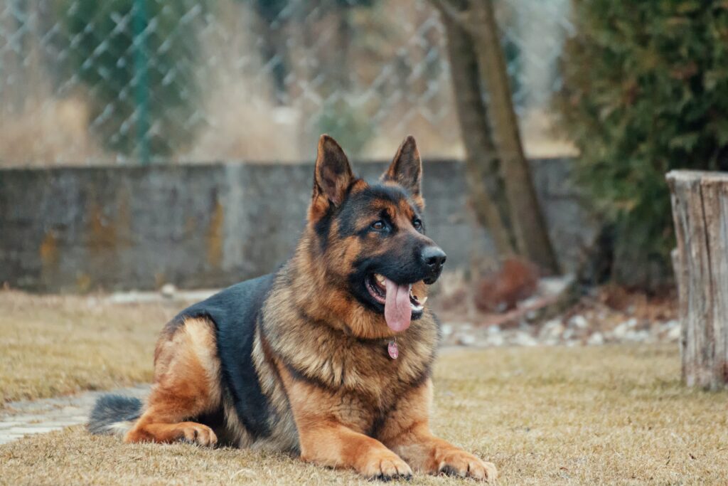 Upper Respiratory Infection | Healthier Pets Today