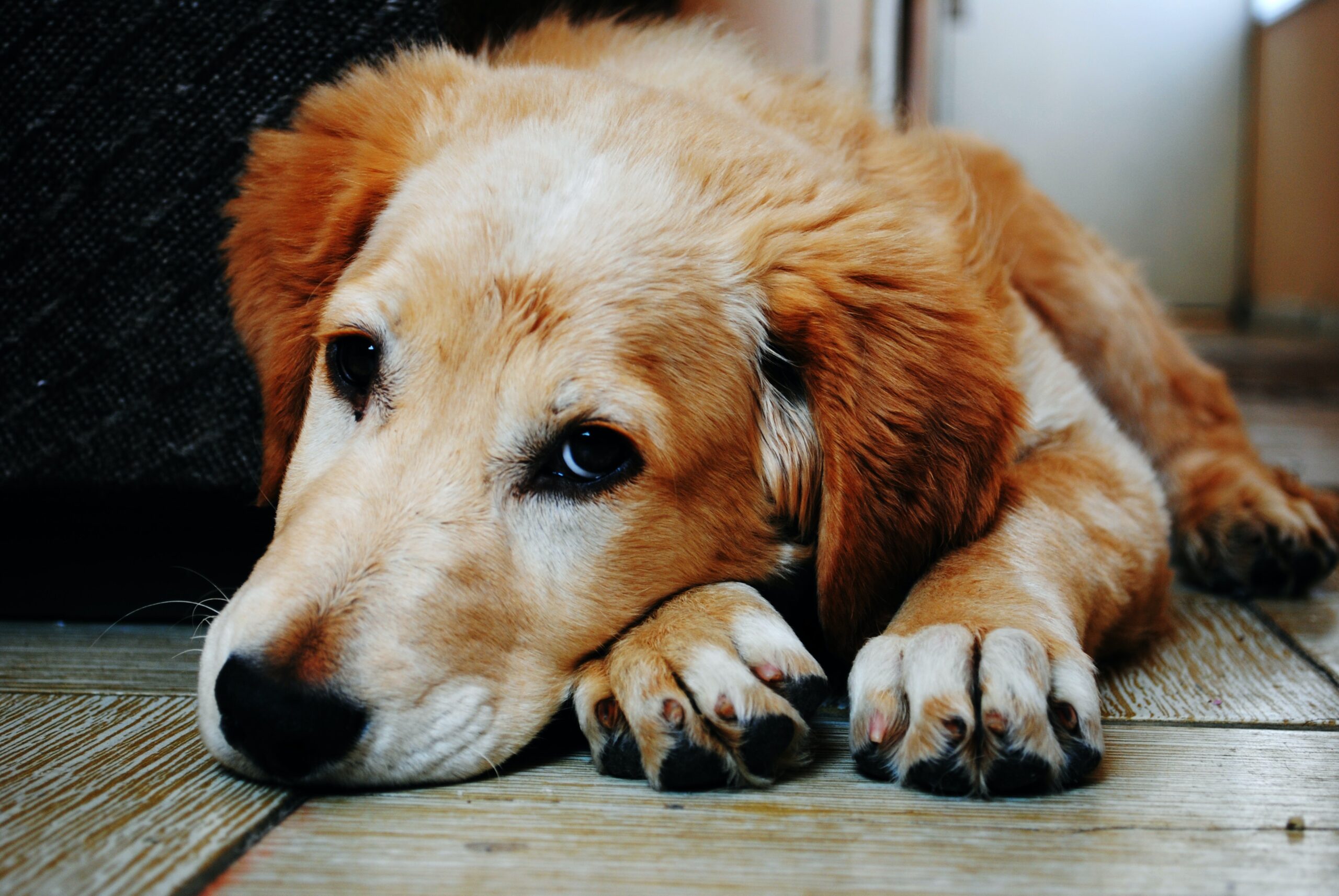 Nut dangers to dogs with Healthier Pets Today! Nuts can drive dogs insane. Should they, however, eat them? Some nuts are safe for dogs, while others