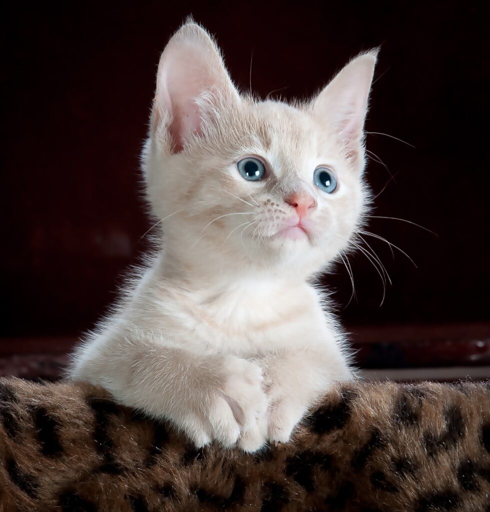 Rabies | Healthier Pets Today