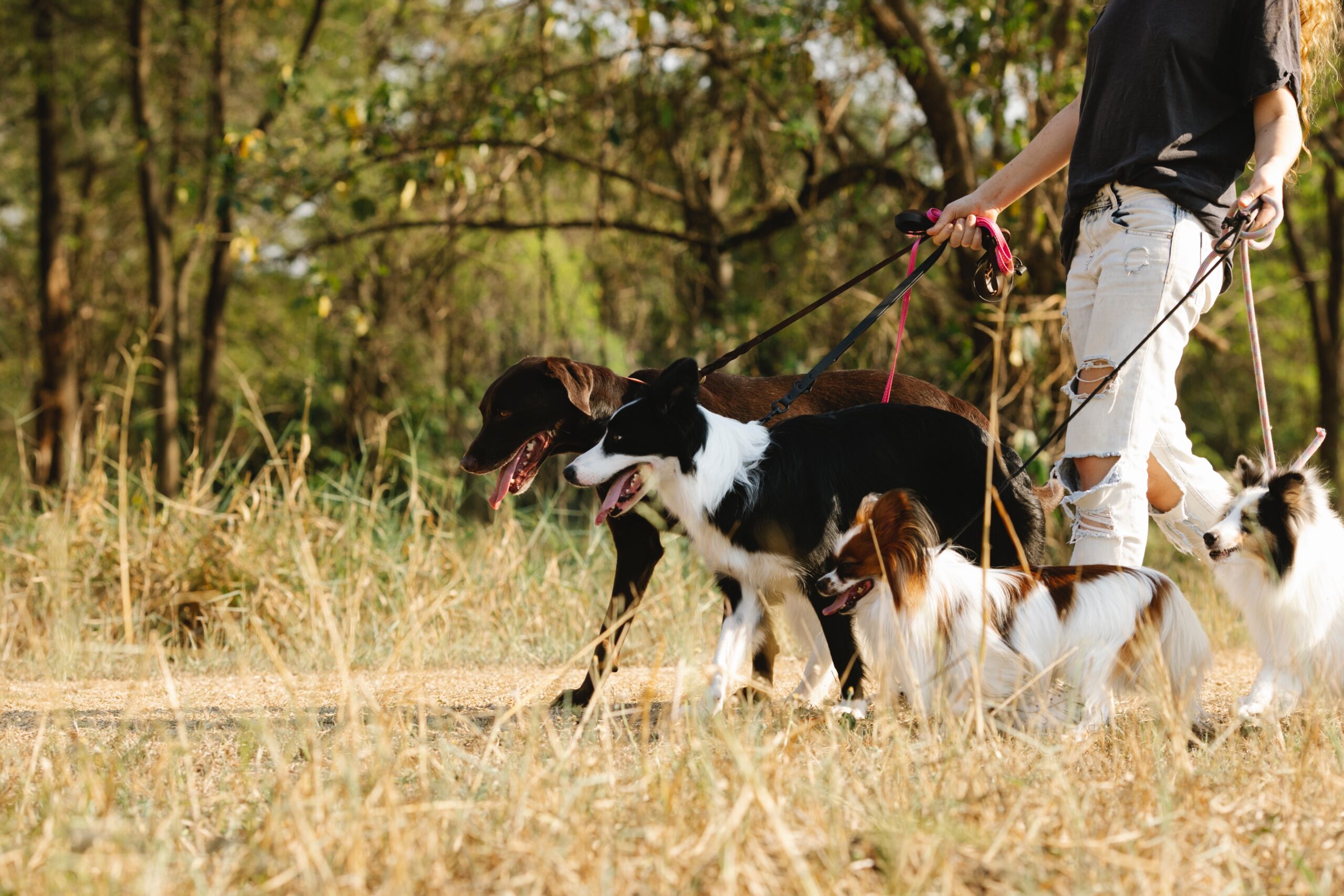 Pets and Onions - Healthier Pets Today