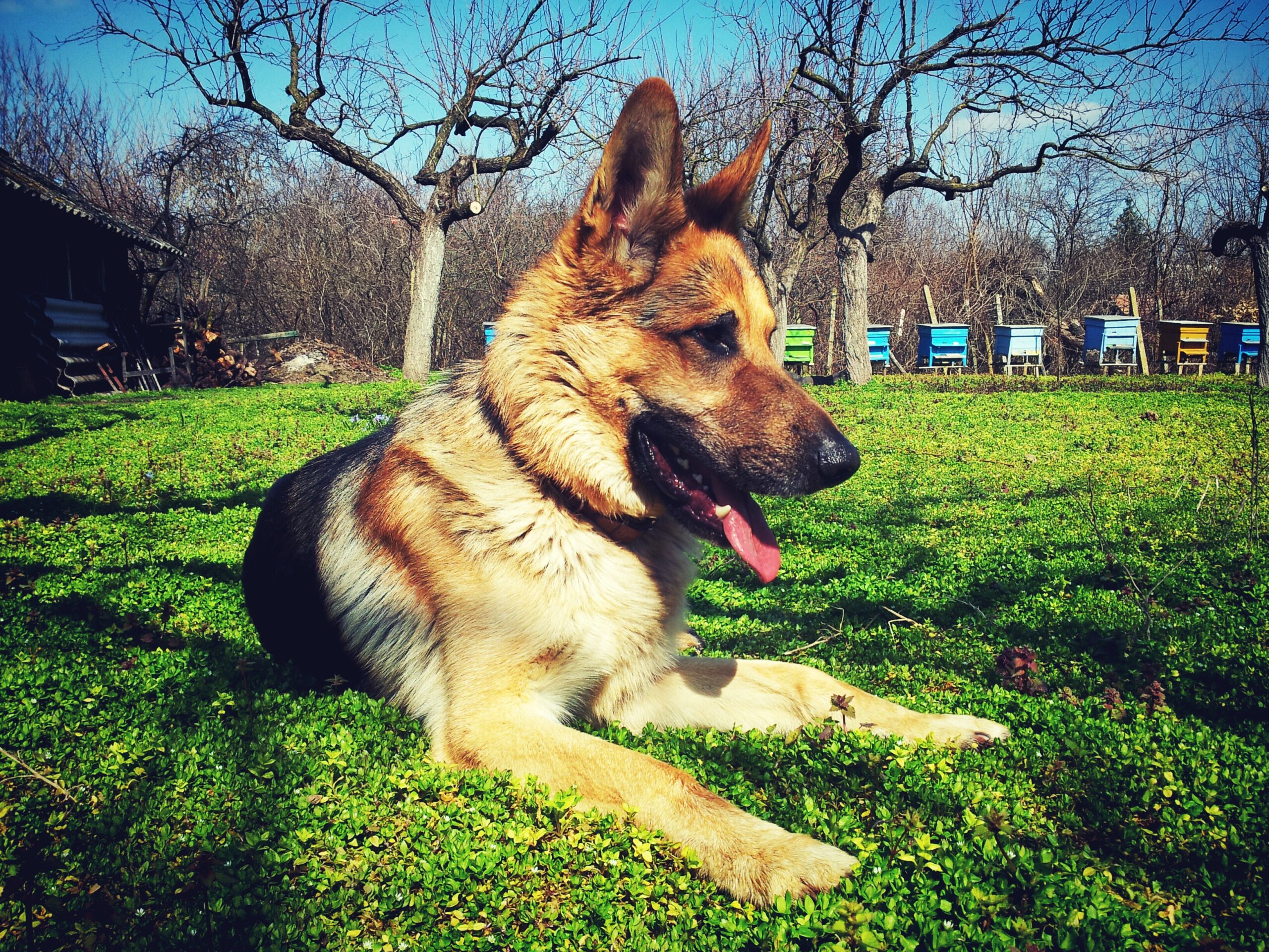 Things You Didn't Know About German Shepherds - Healthier Pets Today